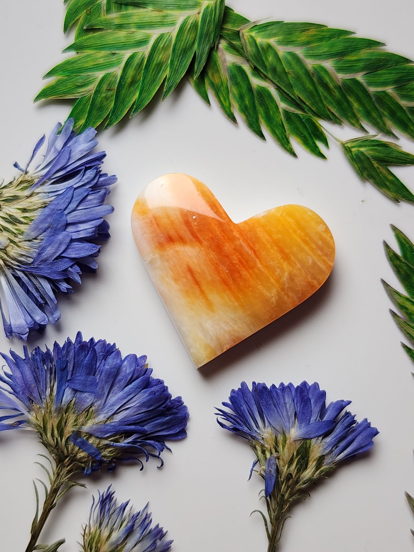 Spiny Shell oyster heart