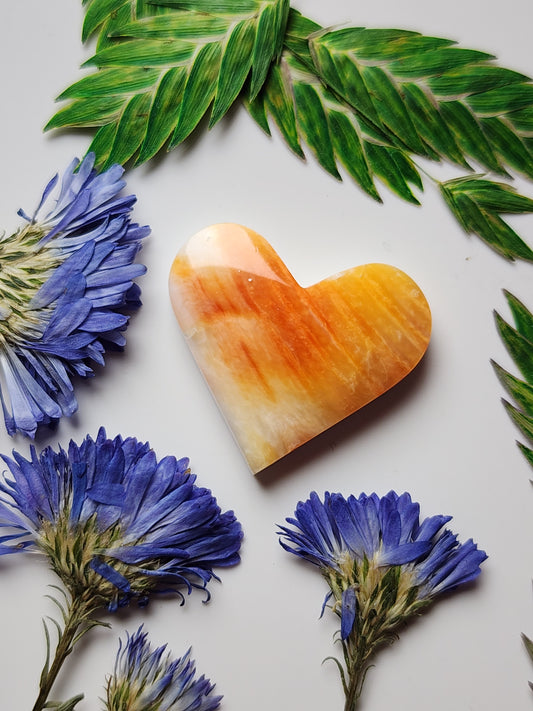 Spiny Shell oyster heart