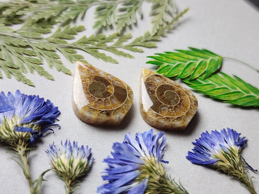 Fossilized Coral pair