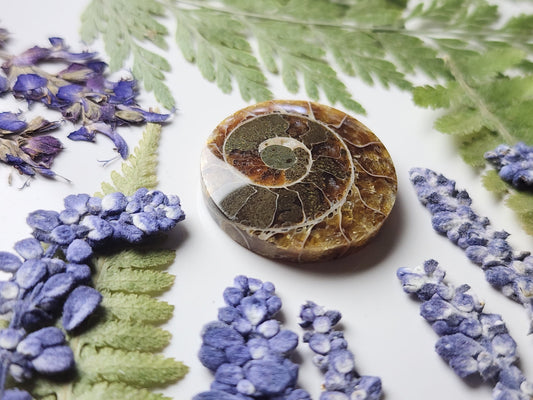 Ammonite Fossil
