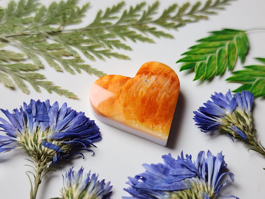 Spiny shell oyster heart