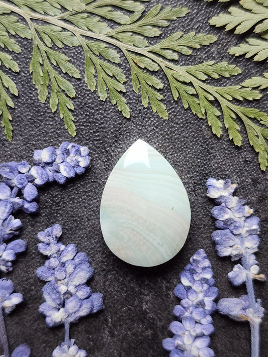 Shiva shell