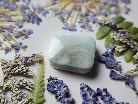Shiva shell