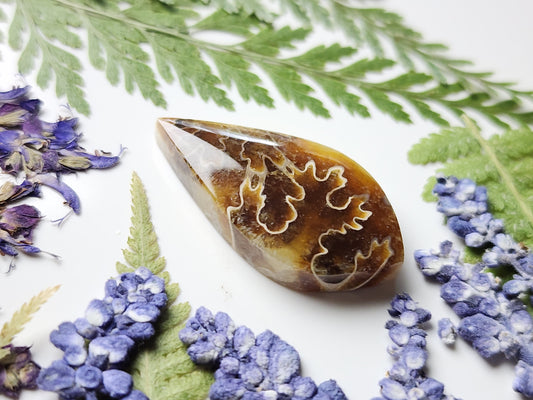 Suture Ammonite