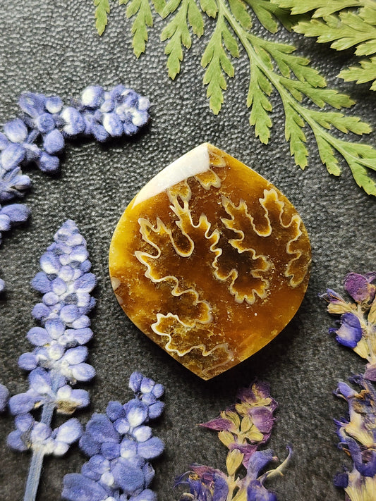 Suture Ammonite
