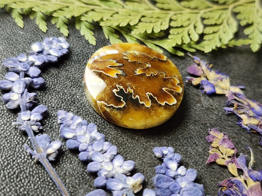 Suture Ammonite