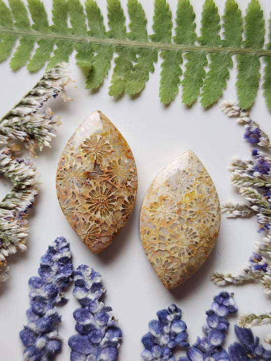 Fossilzied Coral pair