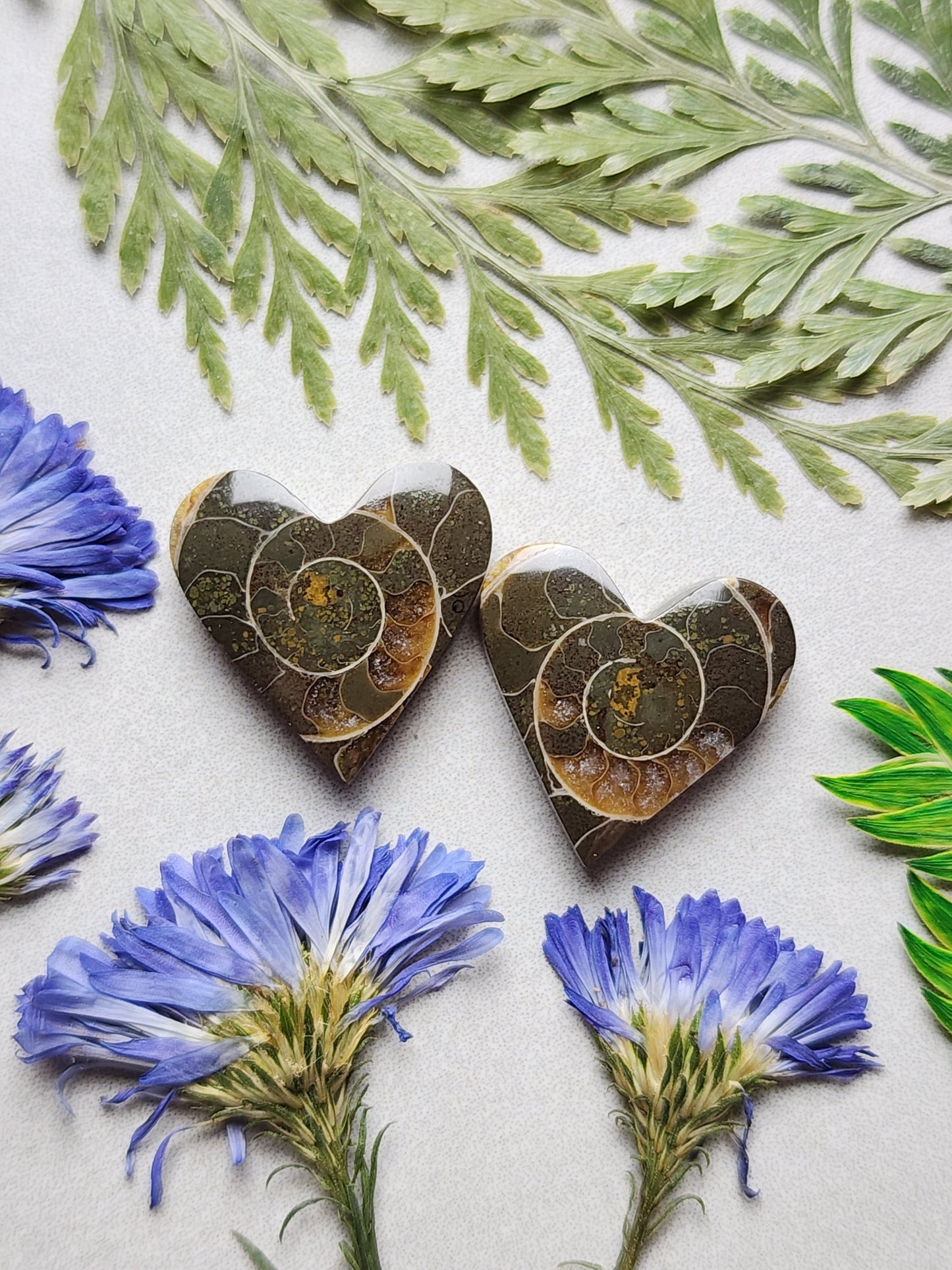 Ammonite Fossil heart pair
