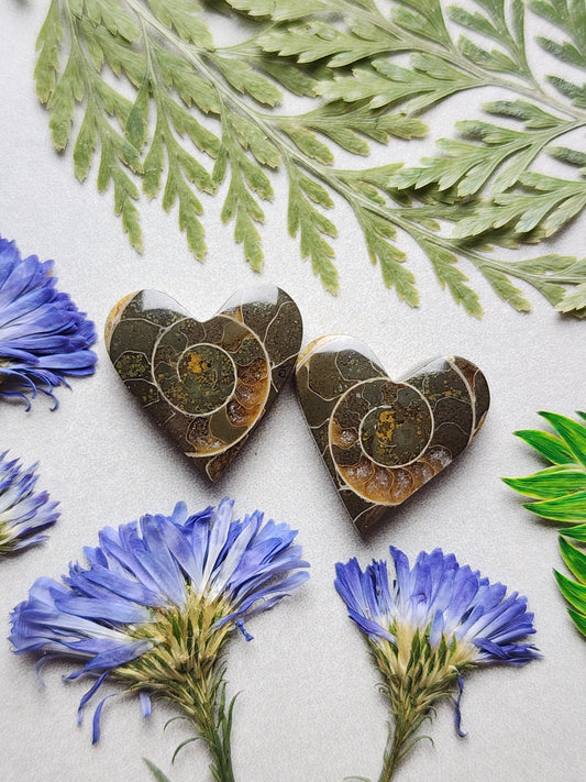 Ammonite Fossil heart pair