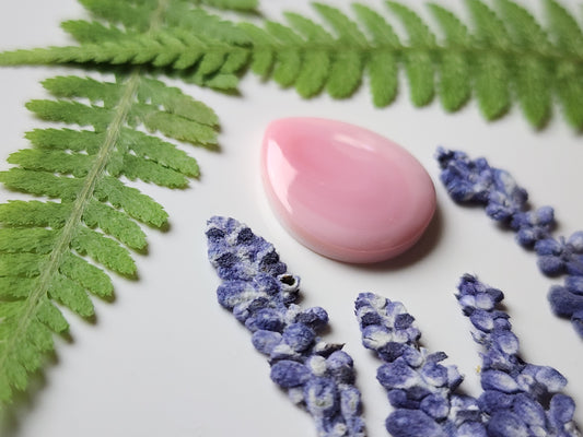 Pink Conch shell