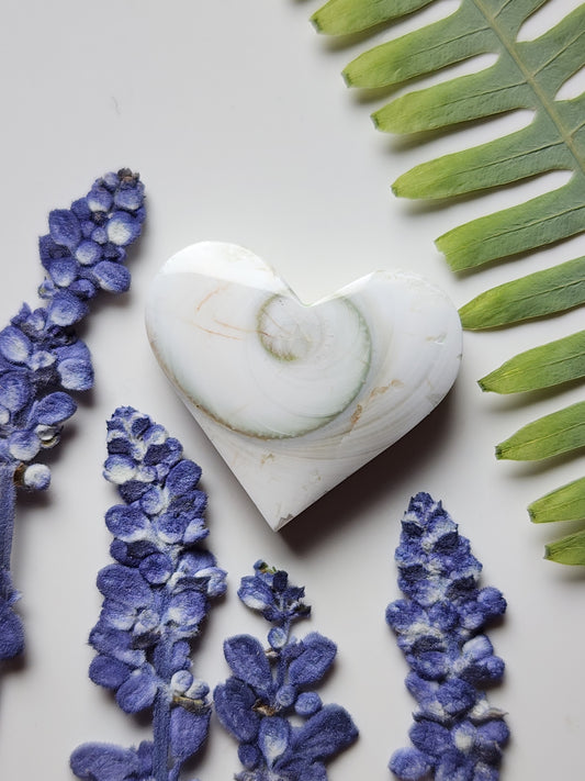 Spiral shell heart