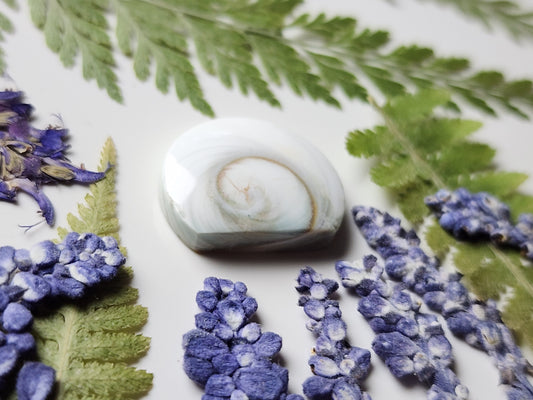 Spiral shell