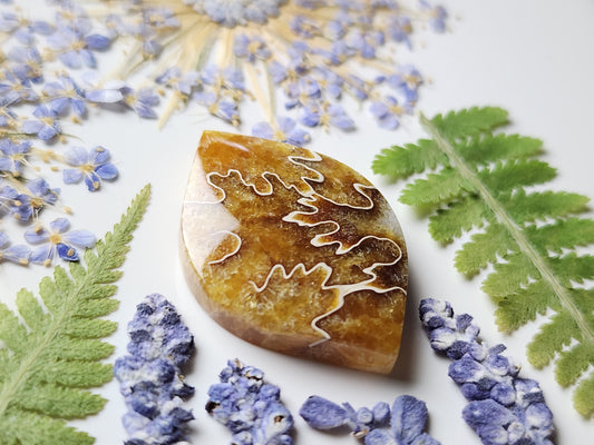 Suture Ammonite