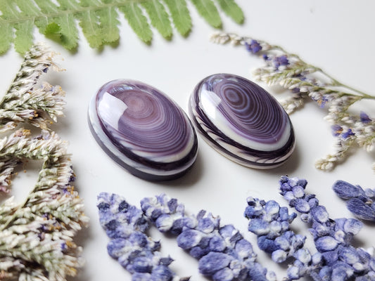 Wampum shell pair