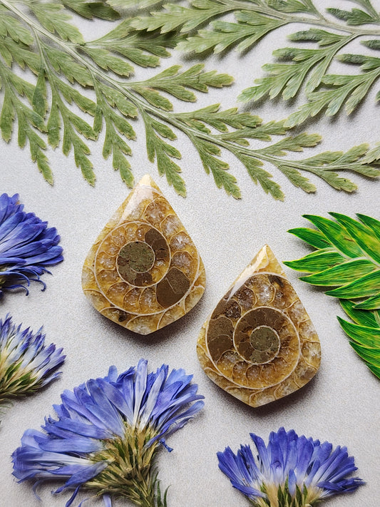 Fossilized Coral pair