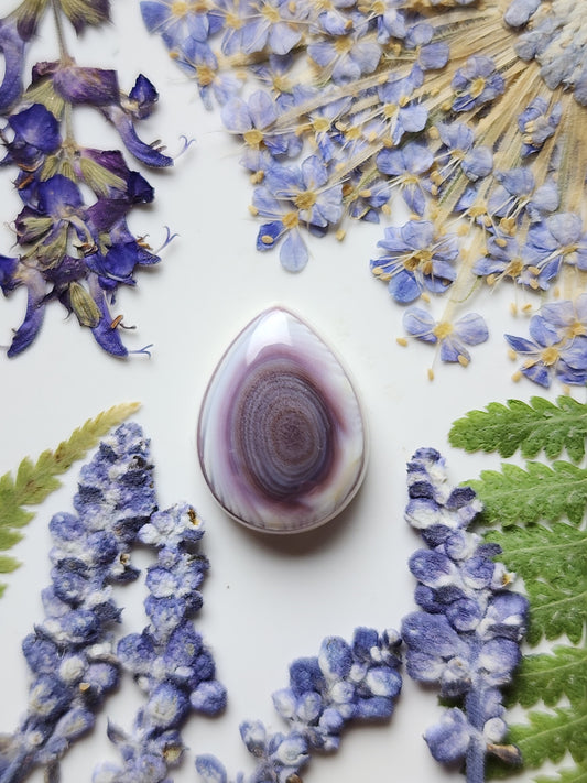 Wampum shell