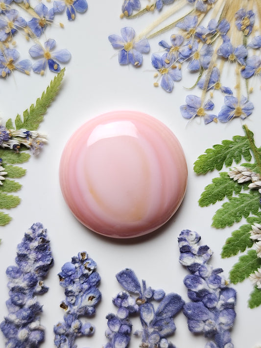 Pink Conch shell