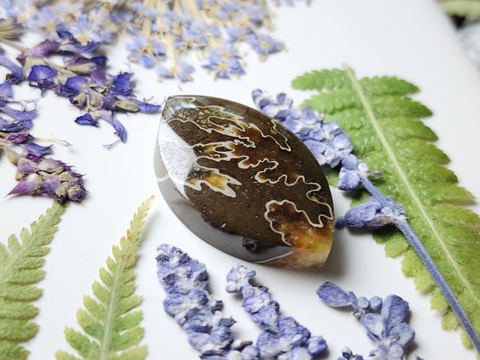 Suture Ammonite