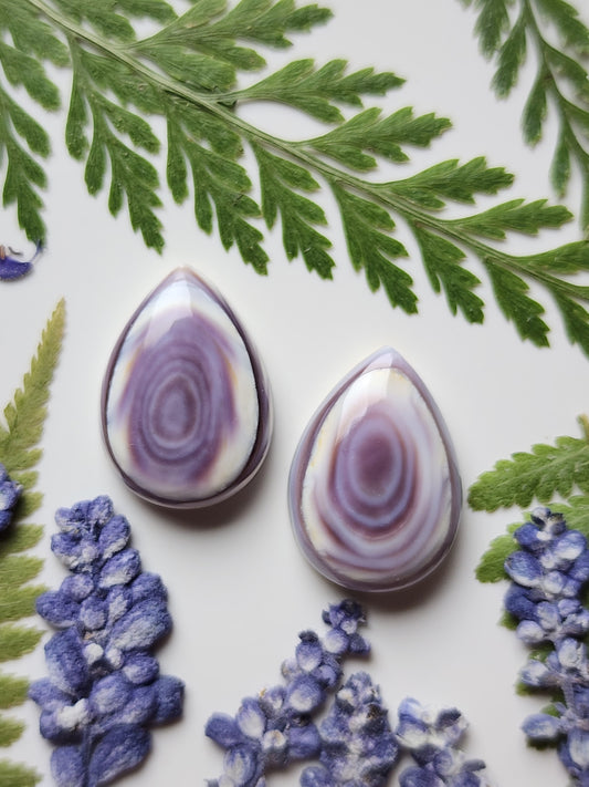 Wampum shell pair
