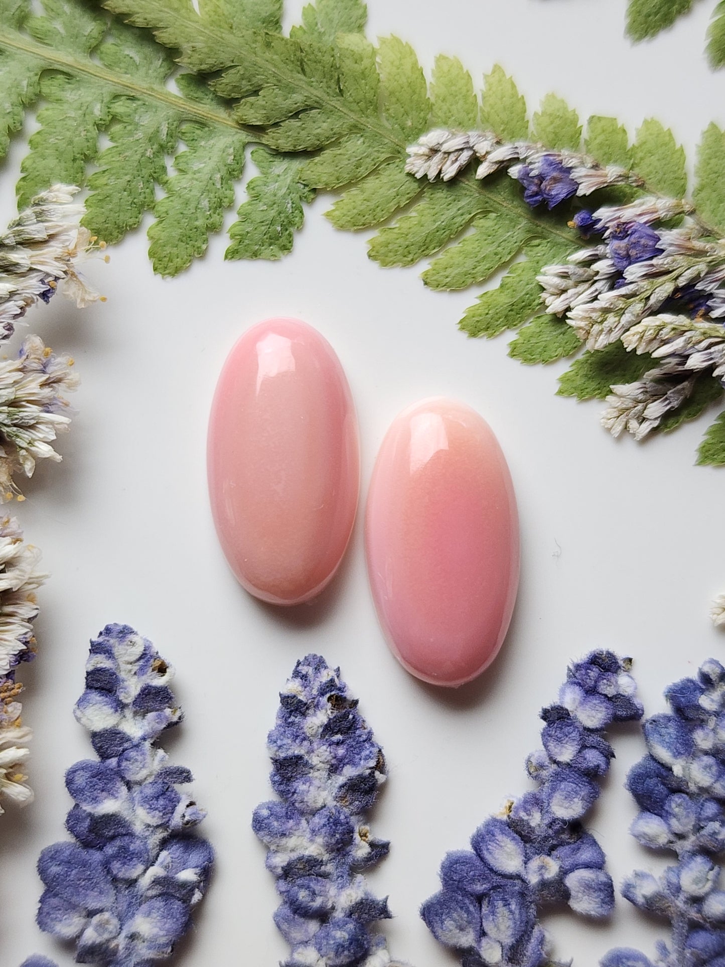 Pink Conch shell pair