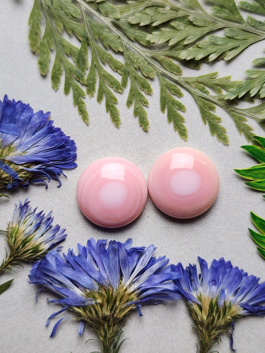 Pink Conch shell pair