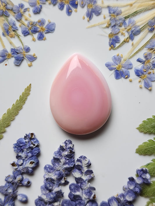 Pink Conch shell