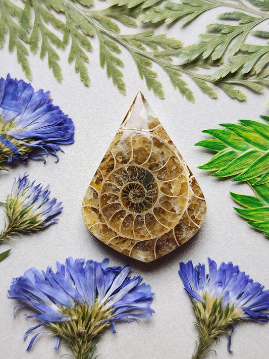 Ammonire Fossil