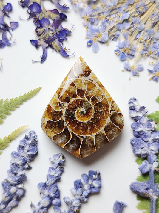 Ammonite Fossil