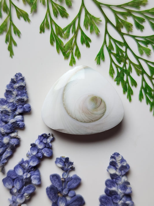 Spiral shell