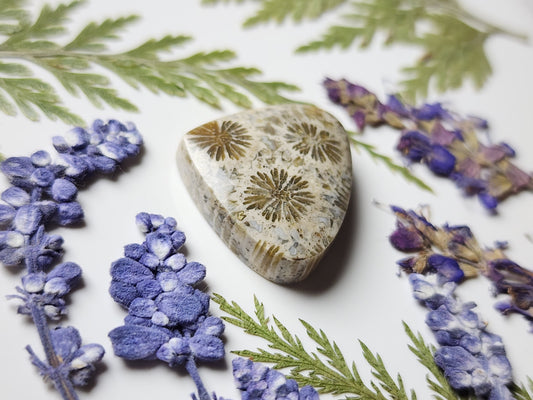Fossilized coral