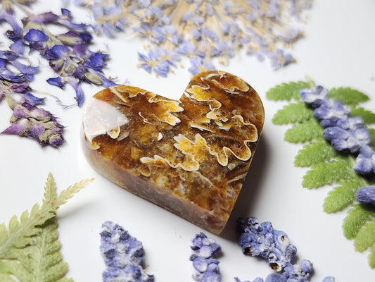 Suture Ammonite heart