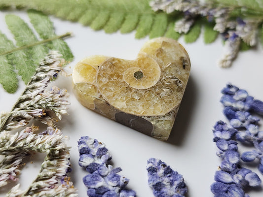 Ammonite Fossil heart