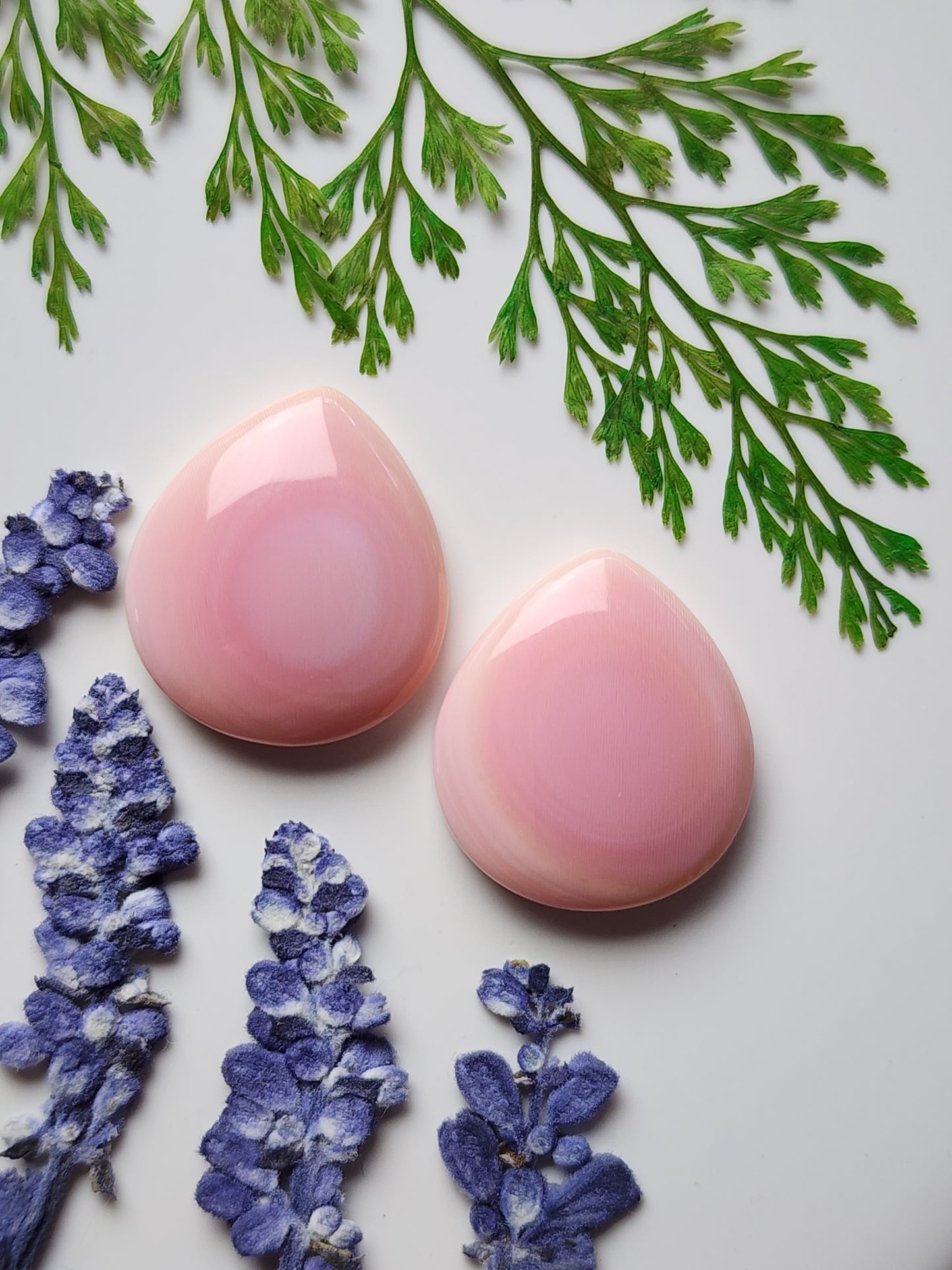 Pink Conch shell pair