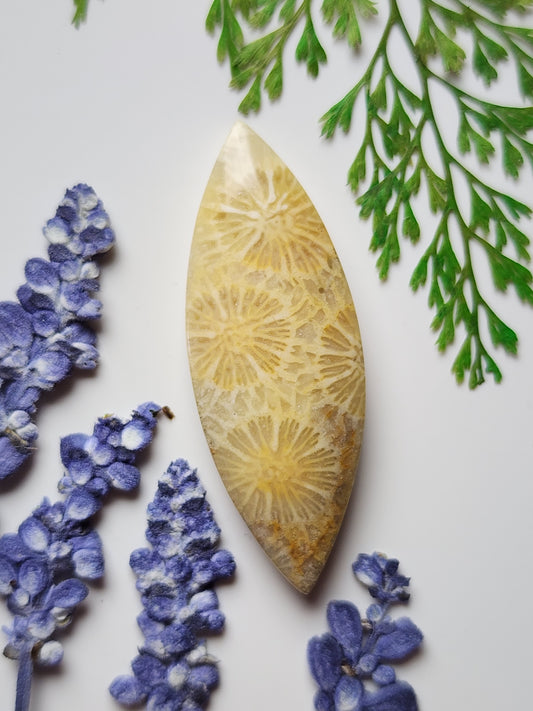 Fossilized coral