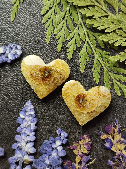 Ammonite Fossil heart pair