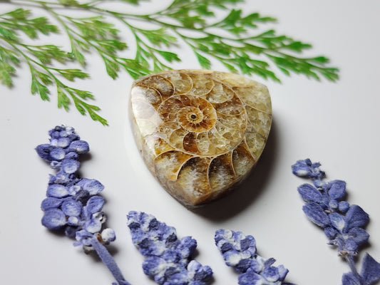 Ammonite Fossil