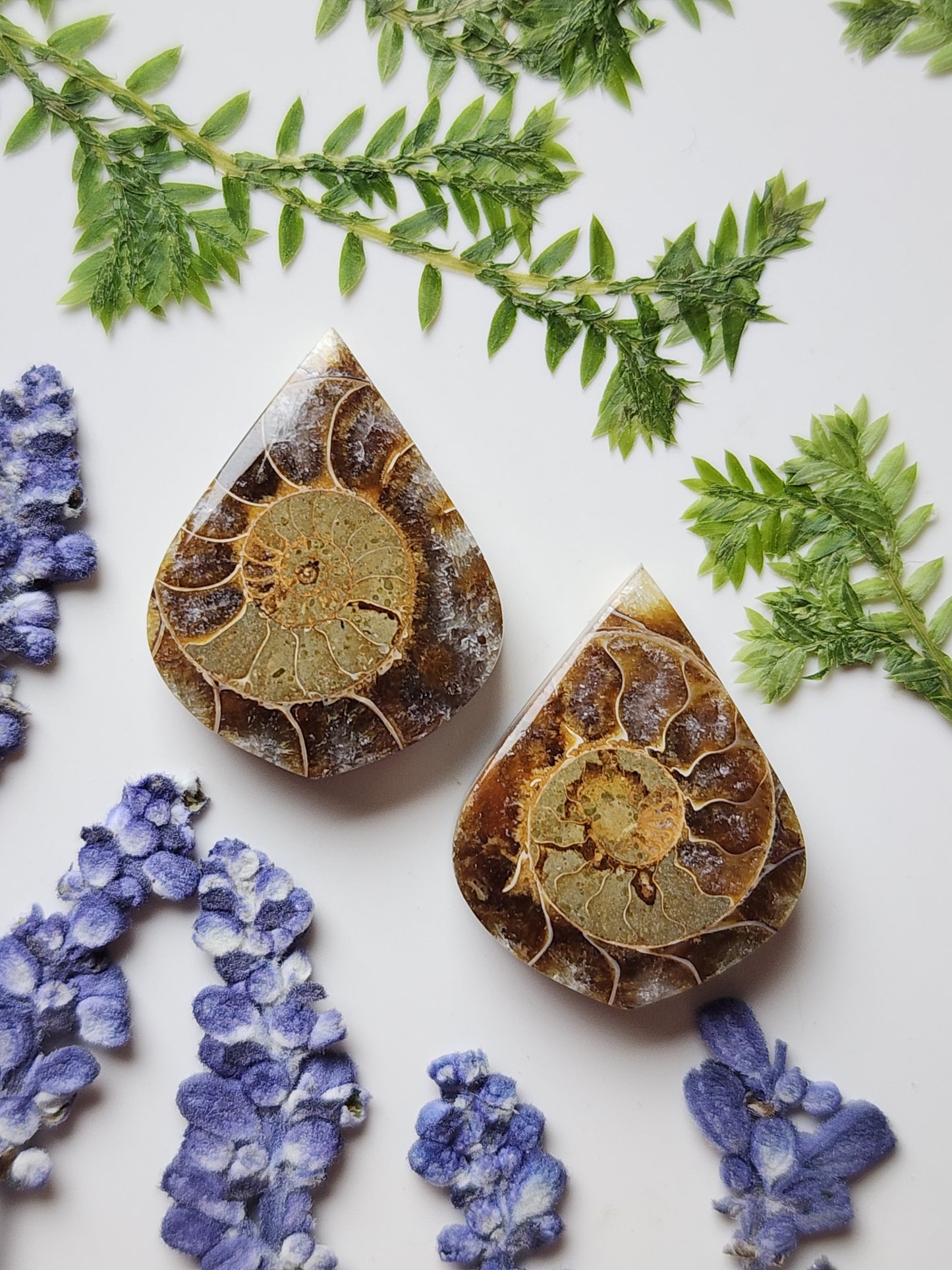 Ammonite Fossil pair