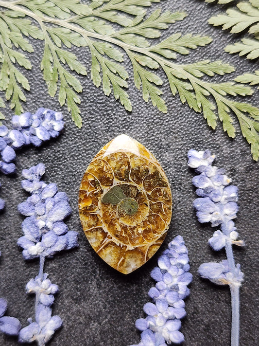 Ammonite Fossil