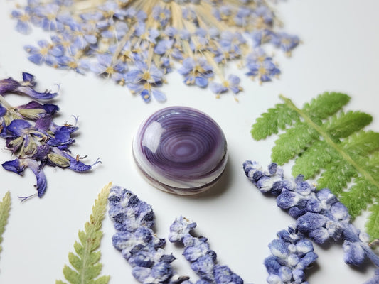 Wampum shell