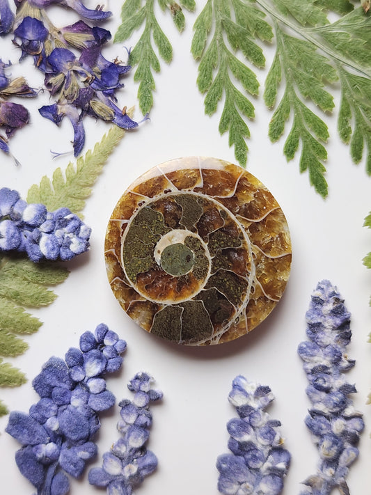 Ammonite Fossil
