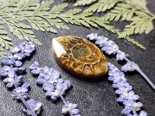 Ammonite Fossil