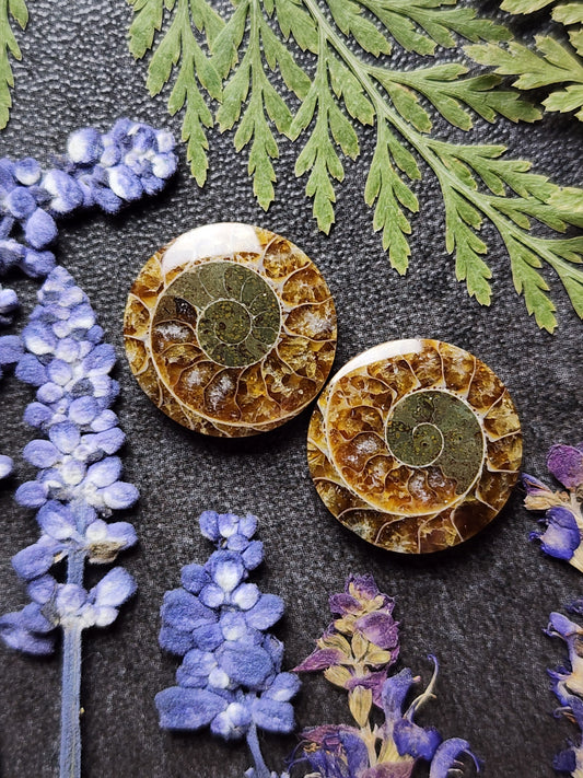 Ammonite Fossil pair