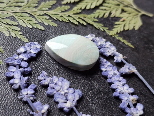 Shiva shell