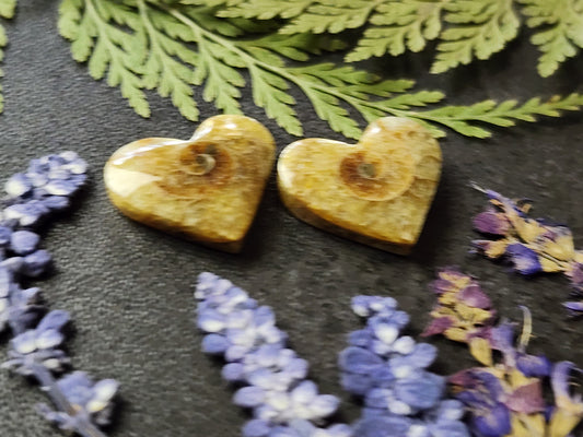 Ammonite Fossil heart pair