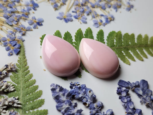 Pink Conch shell pair
