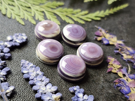 Wampum shell set