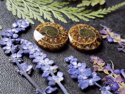 Ammonite Fossil pair
