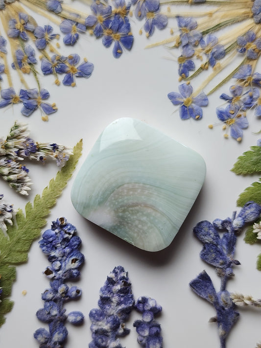 Shiva shell
