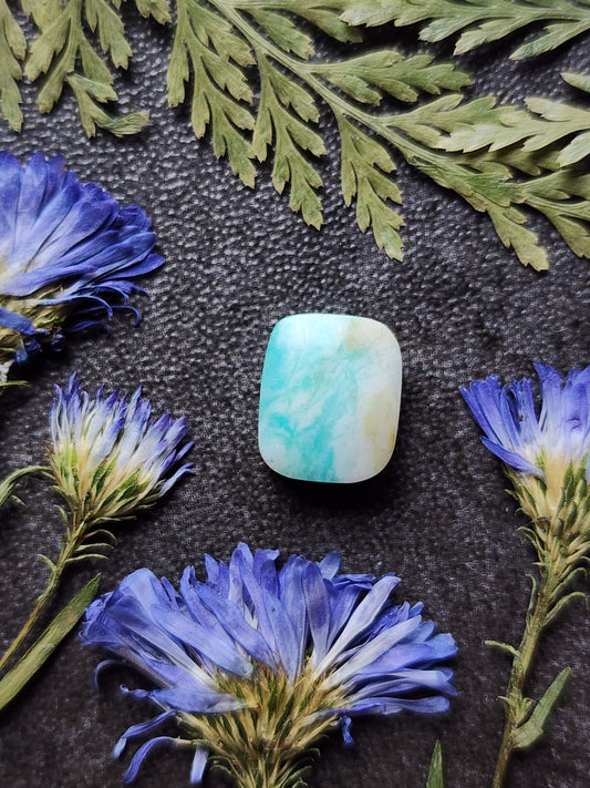 Petrified Blue opalized wood