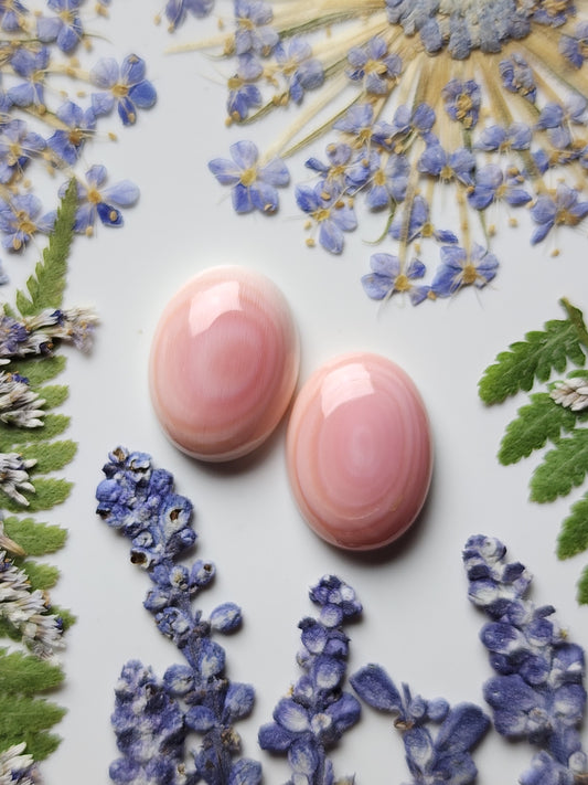 Pink Conch shell pair